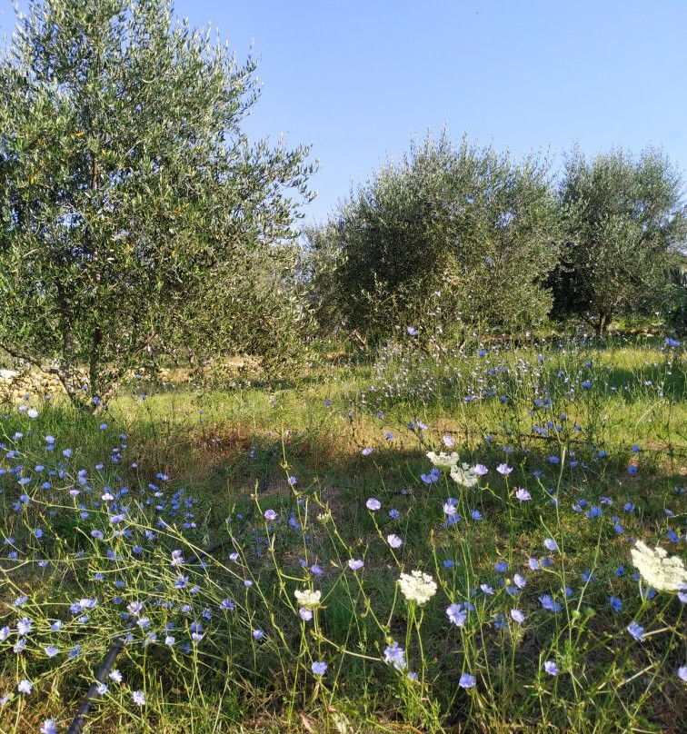 Dumrea Rubin Seferan主图