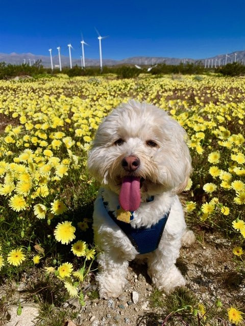 Palm Springs Windmill Tours-棕榈泉市必去景点