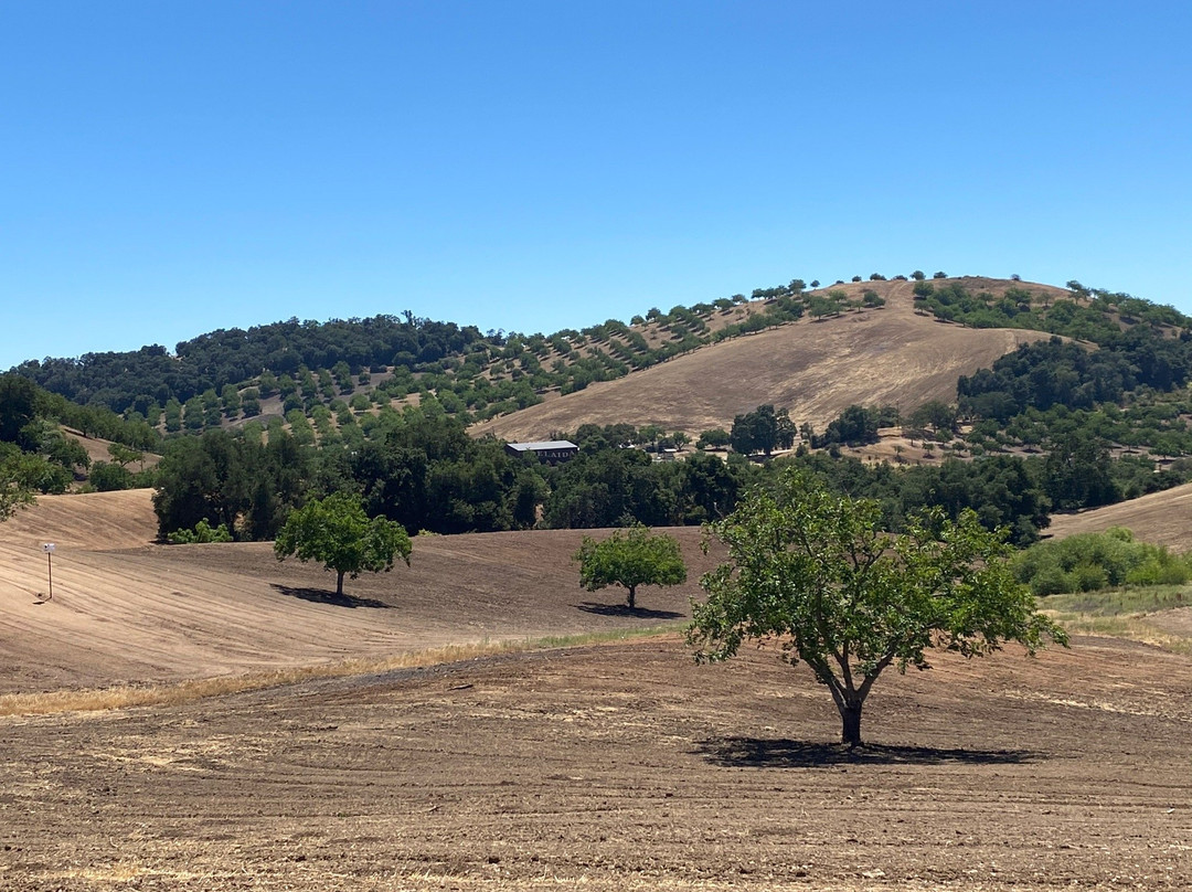 Adelaida Vineyards & Winery景点图片