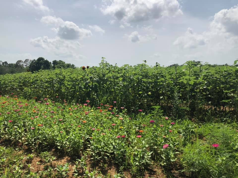 Honey Hill Farms-Mayfield必去景点