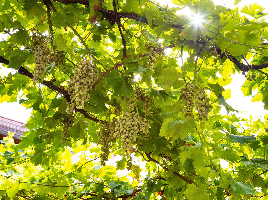 Halbersbacher Hotel Annaberg主图