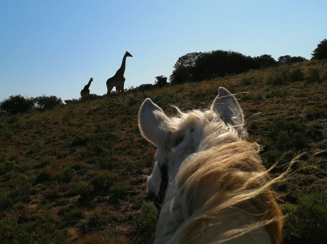 Amakhala Horse Trails-伊丽莎白港必去景点