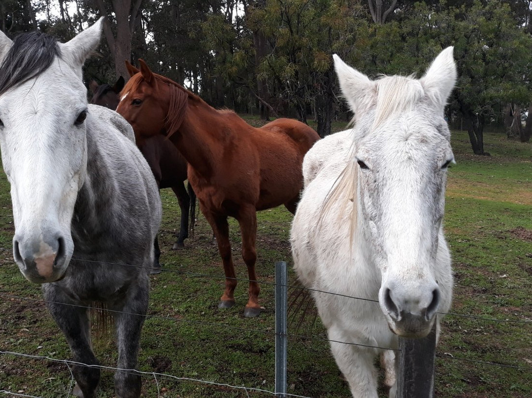 Whispering Pines B&B主图