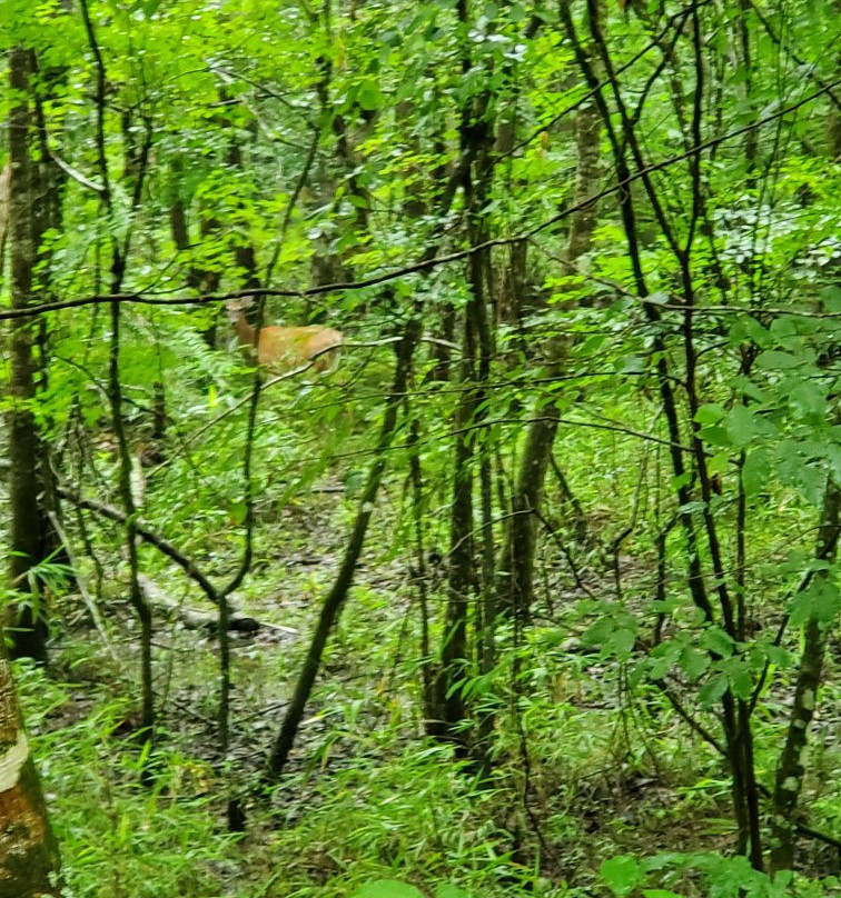 Reed Bingham State Park景点图片