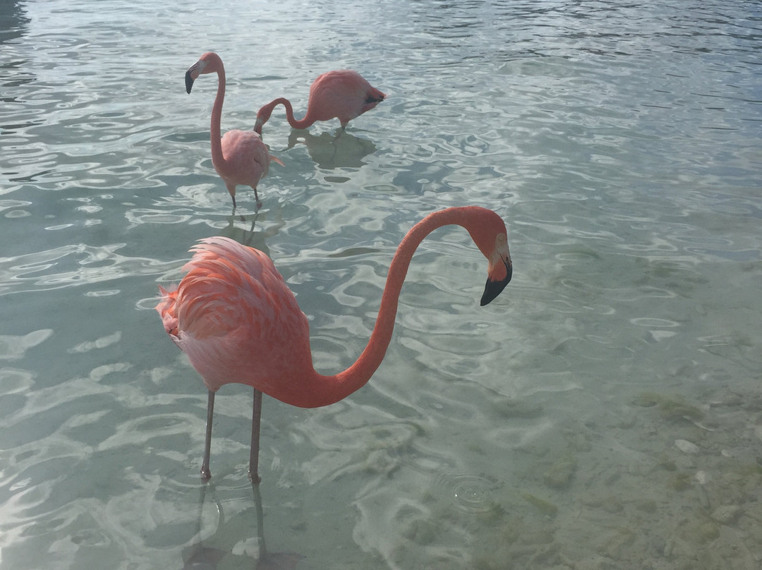 Renaissance Island-阿鲁巴岛必去景点