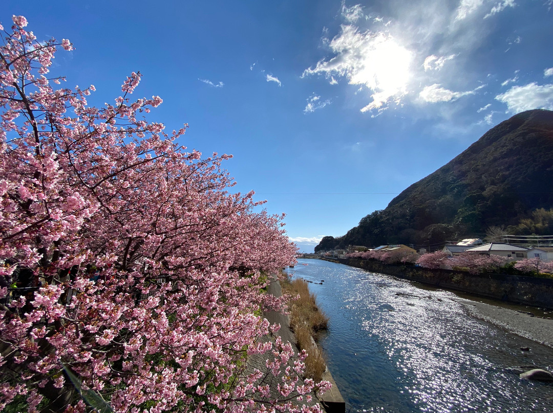 Kawazuzakura Festival景点图片