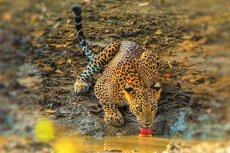 Srilanka Wild Safari Jeep tours-哈巴拉娜必去景点