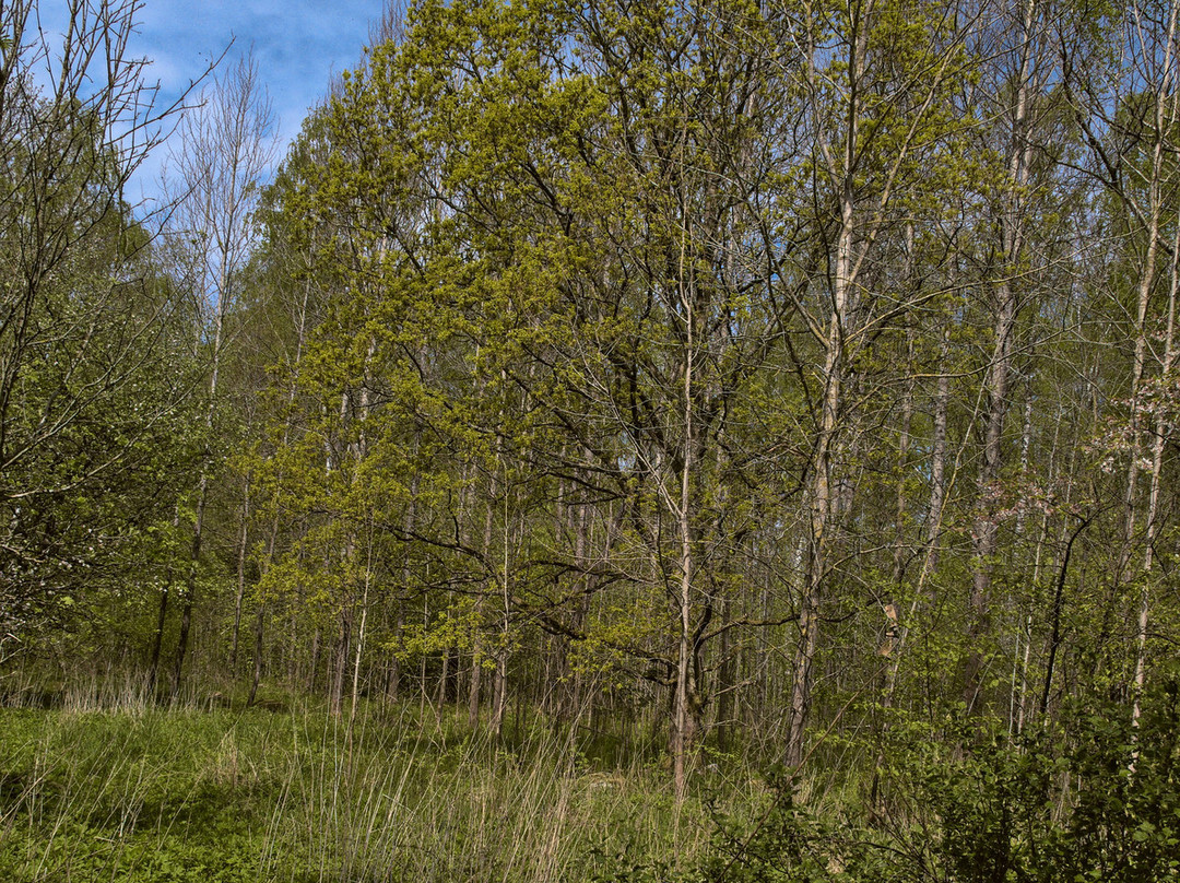 Skrylle Nature reserve-隆德必去景点