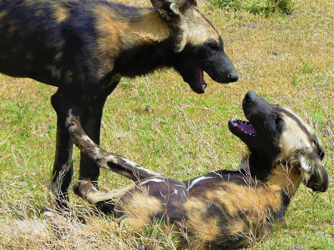 Roy Safaris-阿鲁沙必去景点