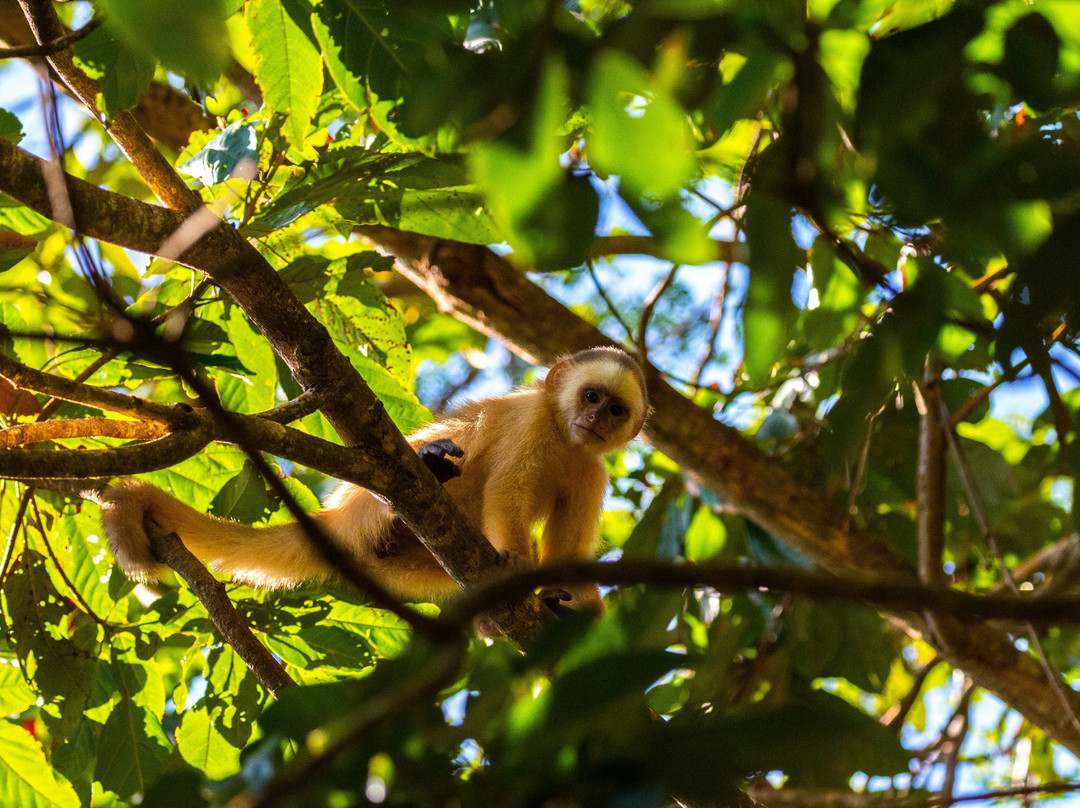 Bush Bush Wildlife Sanctuary-Mayaro必去景点