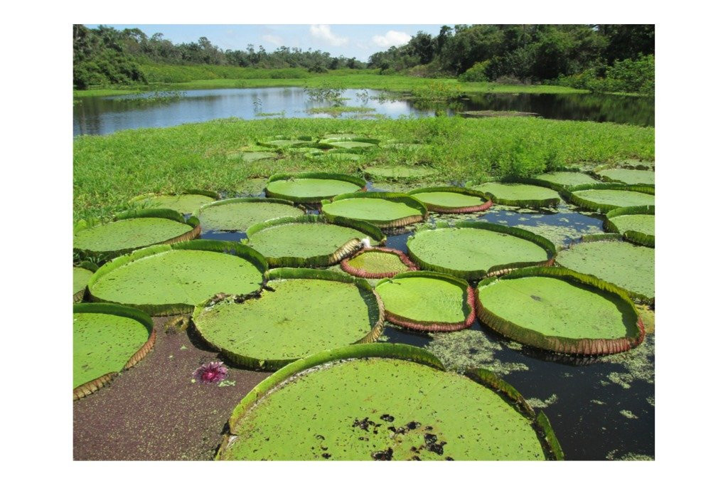 Tapajó Experiences-Alter do Chao必去景点