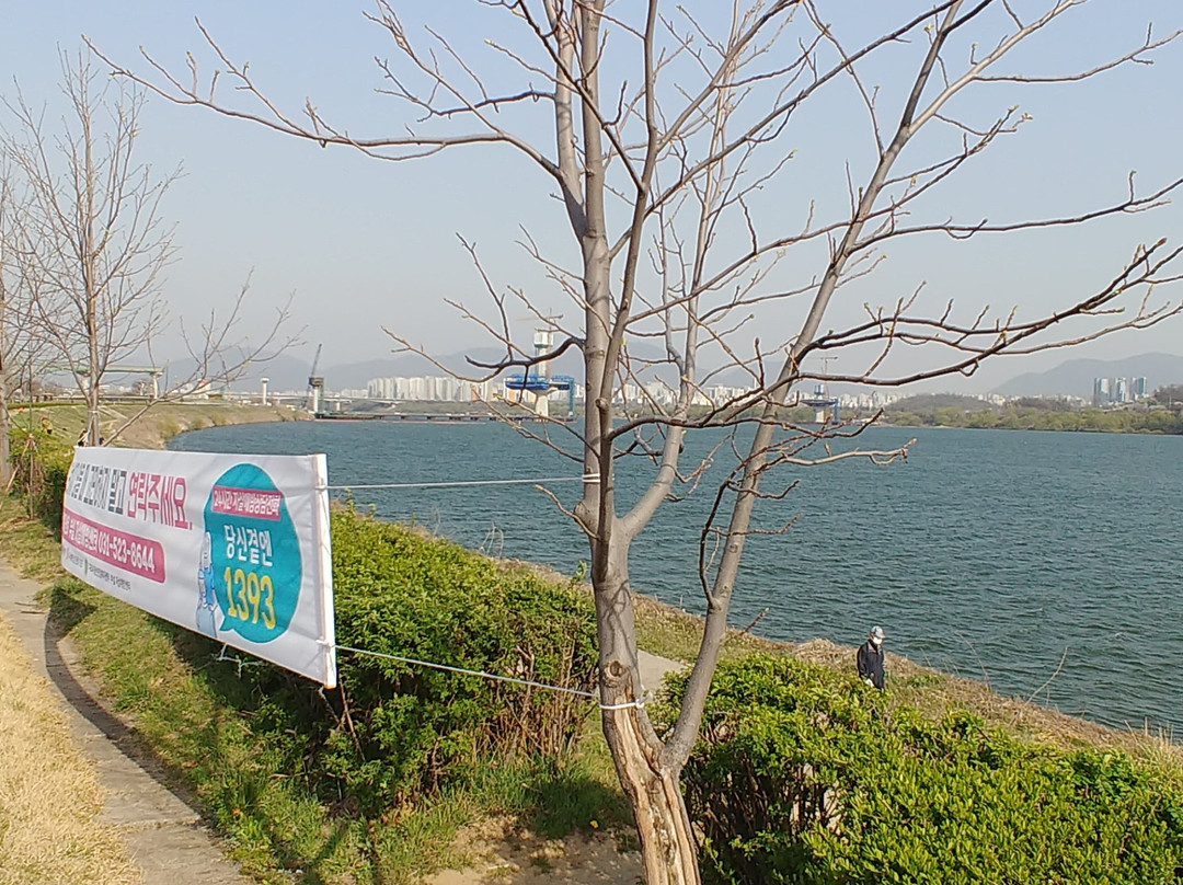 Guri Hangang Park (Cosmos Park)-九里市必去景点