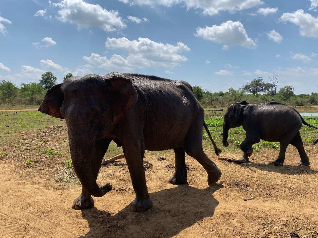 Happy Elephant Safari Udawalawe-乌达瓦拉瓦必去景点