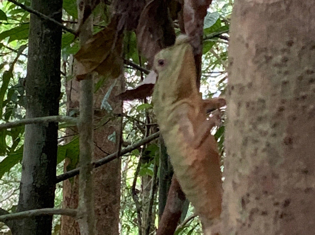 Explore Sinharaja Rain Forest Tours景点图片