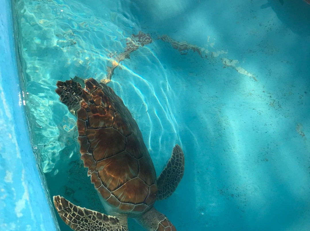 Centro de Rescate de Tortugas Marinas景点图片