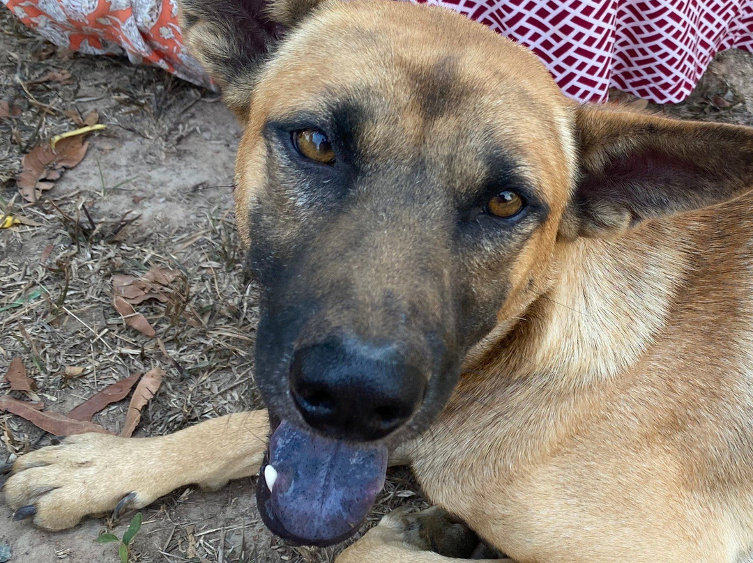 Flying Dog Farm-白马必去景点