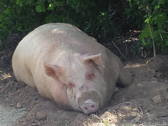 N&G Providenciales Island Tours-普罗维登西亚莱斯必去景点