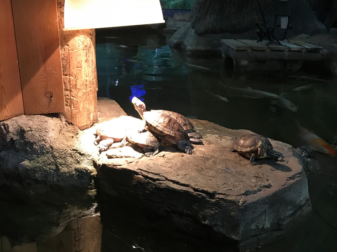Oceanarium-喀山必去景点