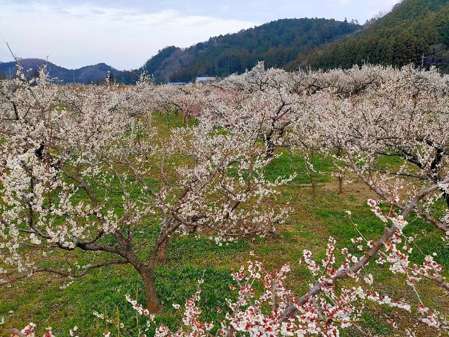 Ogose Ume Matsuri-越生町必去景点