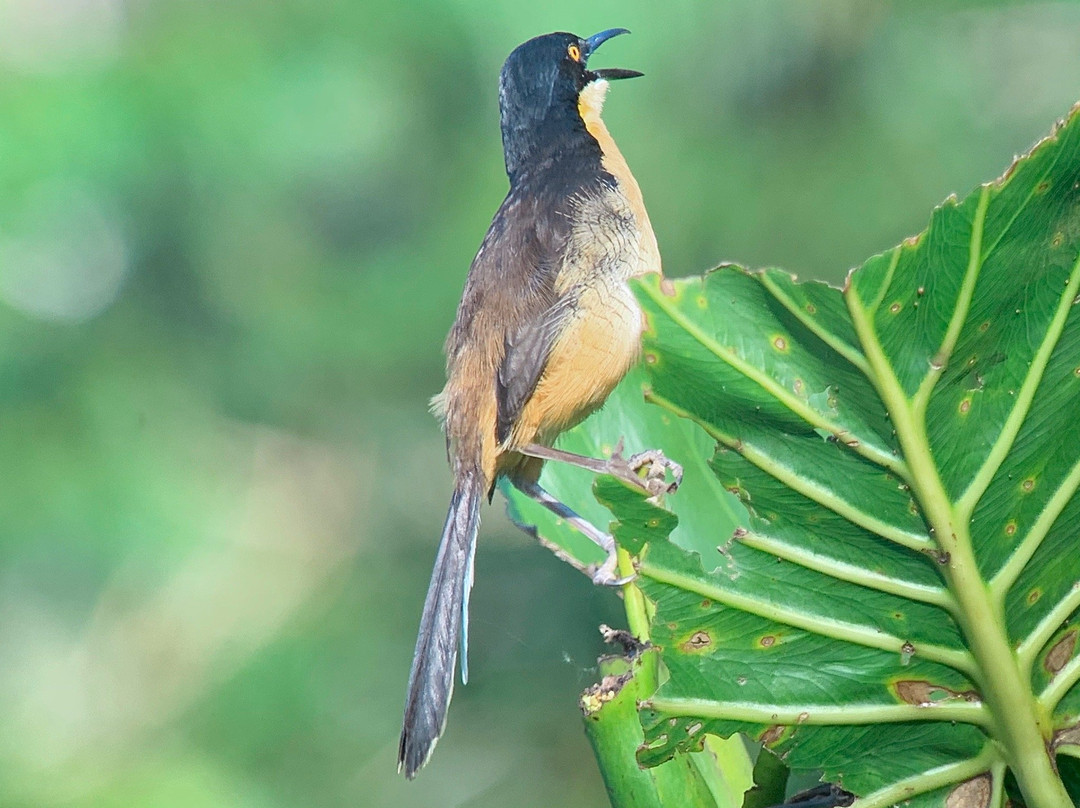 Sabina Tour-明多必去景点