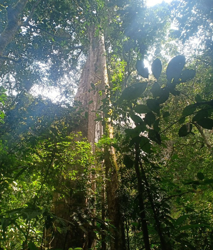 Khao Sok Center Tours景点图片