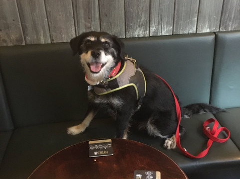 Grey Horse, Manchester-曼彻斯特必去景点