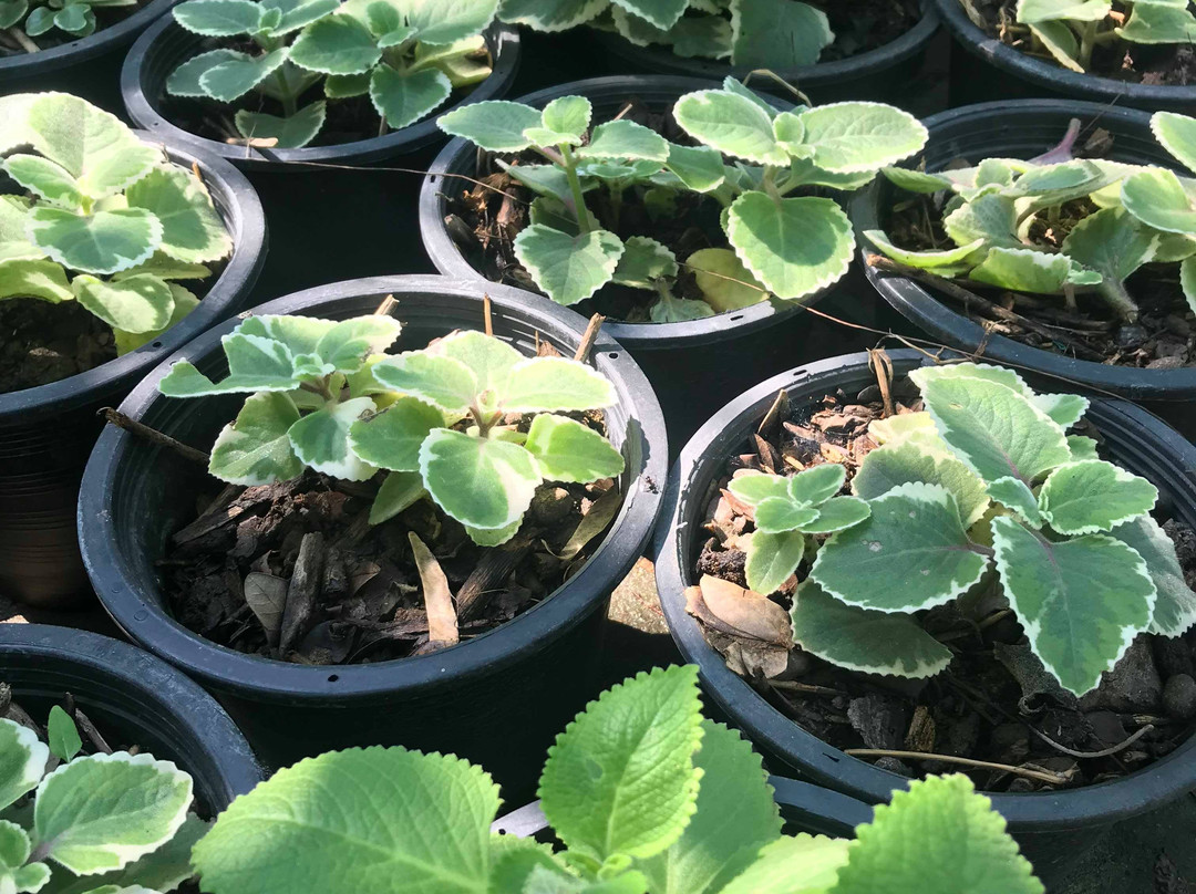 Kar Thoxng Theiyw Cheing Kaset Ban Krathong-挽西必去景点