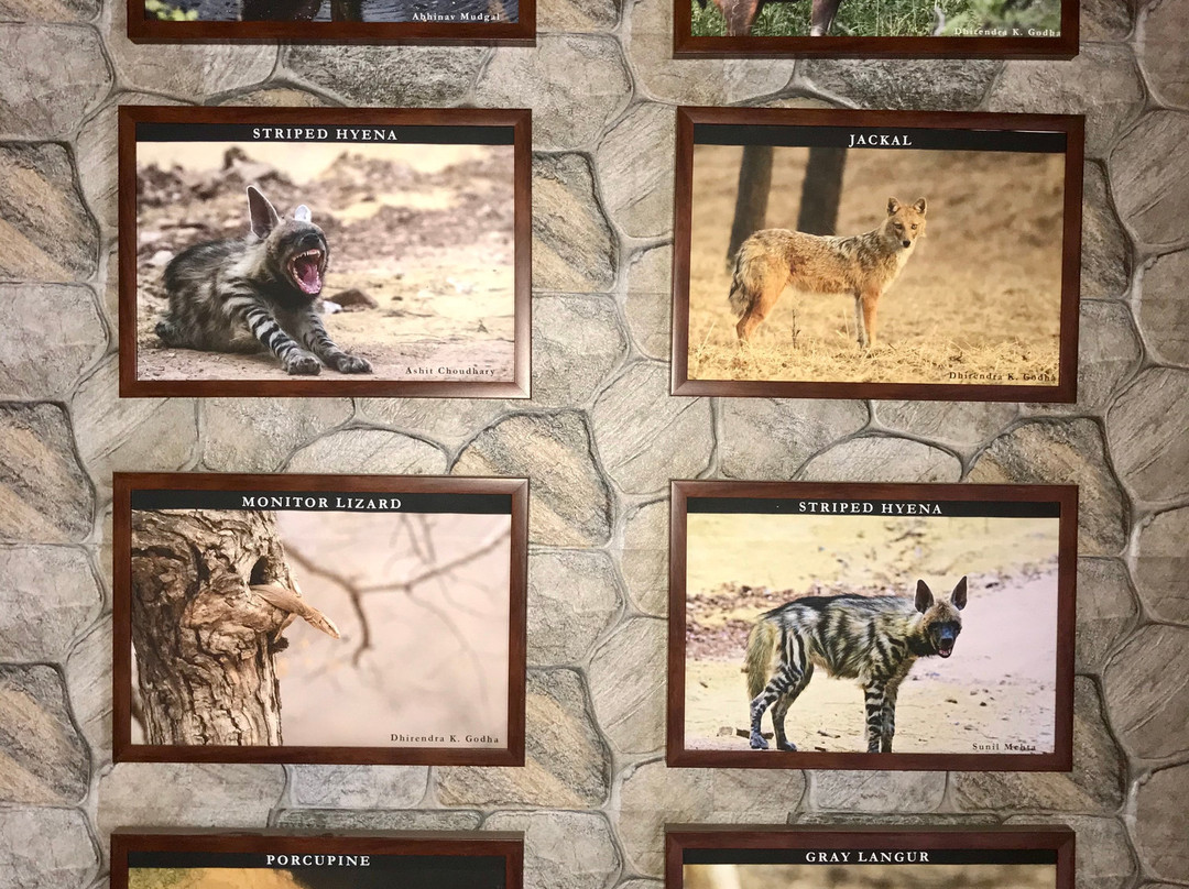 Jhalana Leopard Safari Park-斋蒲尔必去景点