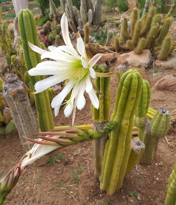 Sheilam Cactus Farm-Robertson必去景点
