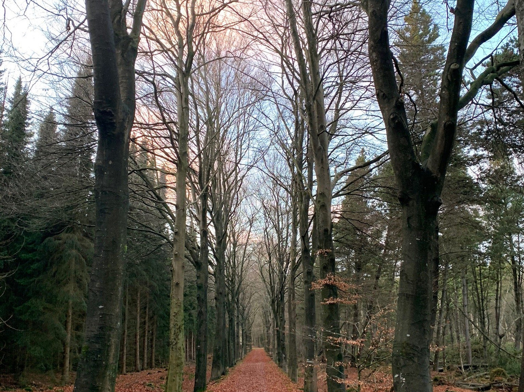 Hotel & Restaurant De Stripe主图