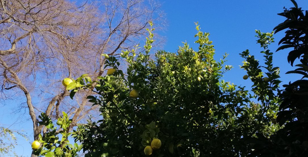 Edward Peterman Museum of Railroad History-圣克拉拉必去景点