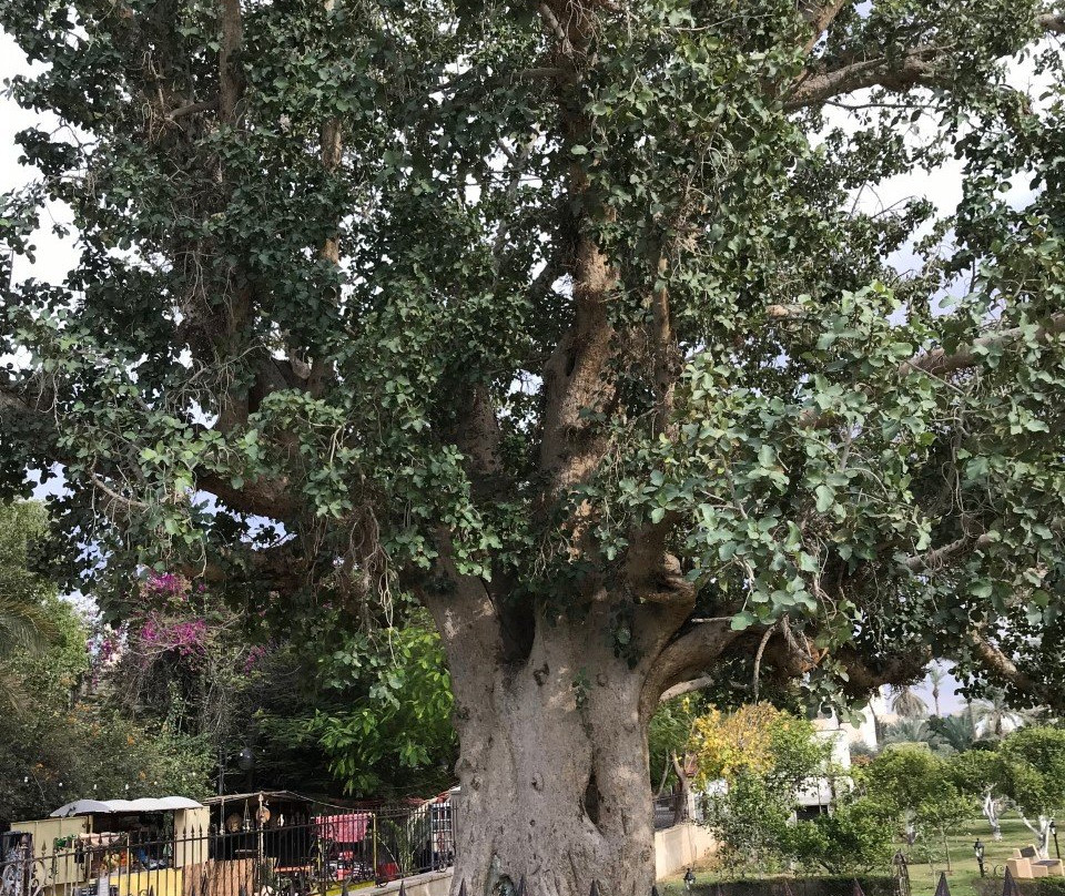 Ayat Palestine Tours-Hebron必去景点