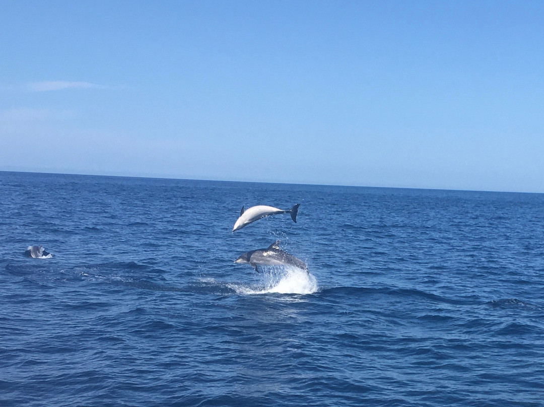 Gulf Eco Adventures-奥克兰中心地区必去景点