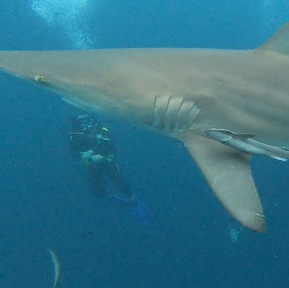 Aliwal Dive Centre-Umkomaas必去景点