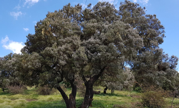Simien Mountains Trekking-贡德尔必去景点