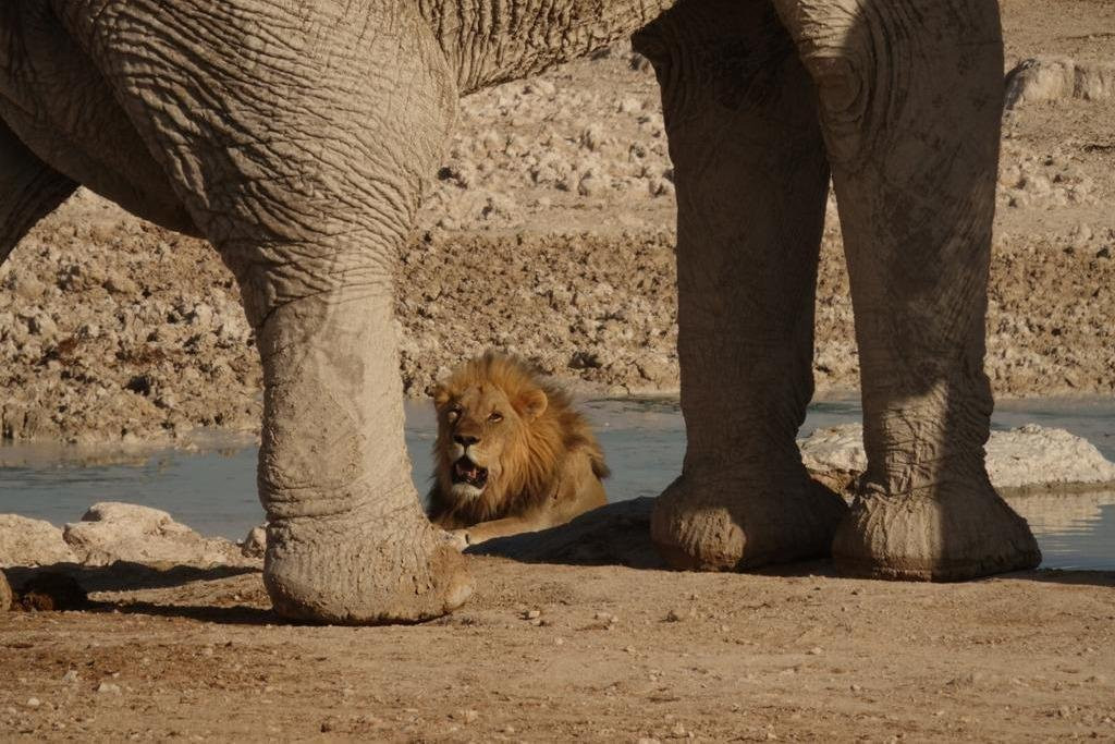 Flamingo Travel Namibia-温德和克必去景点