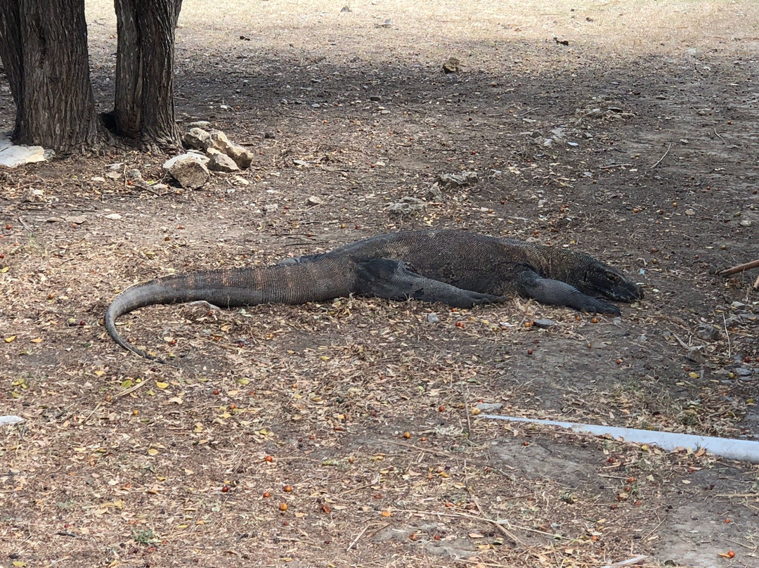 Flores Komodo Tour-登巴萨必去景点