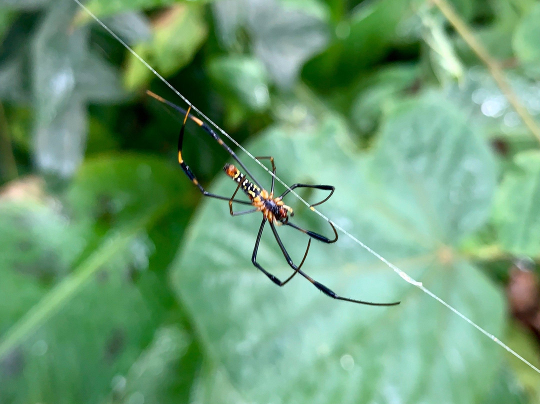 Hiking on Samui - Day Tours景点图片