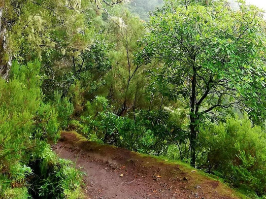 Madeira Free Spirit walks-沙尔必去景点