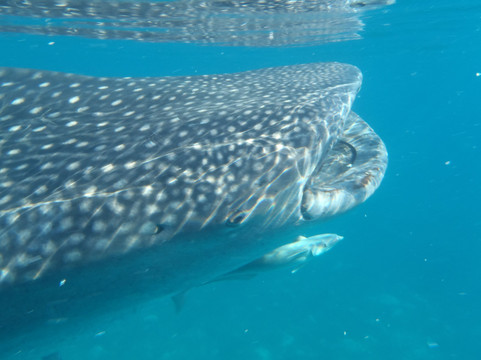 Oslob Whale Sharks-宿雾市必去景点