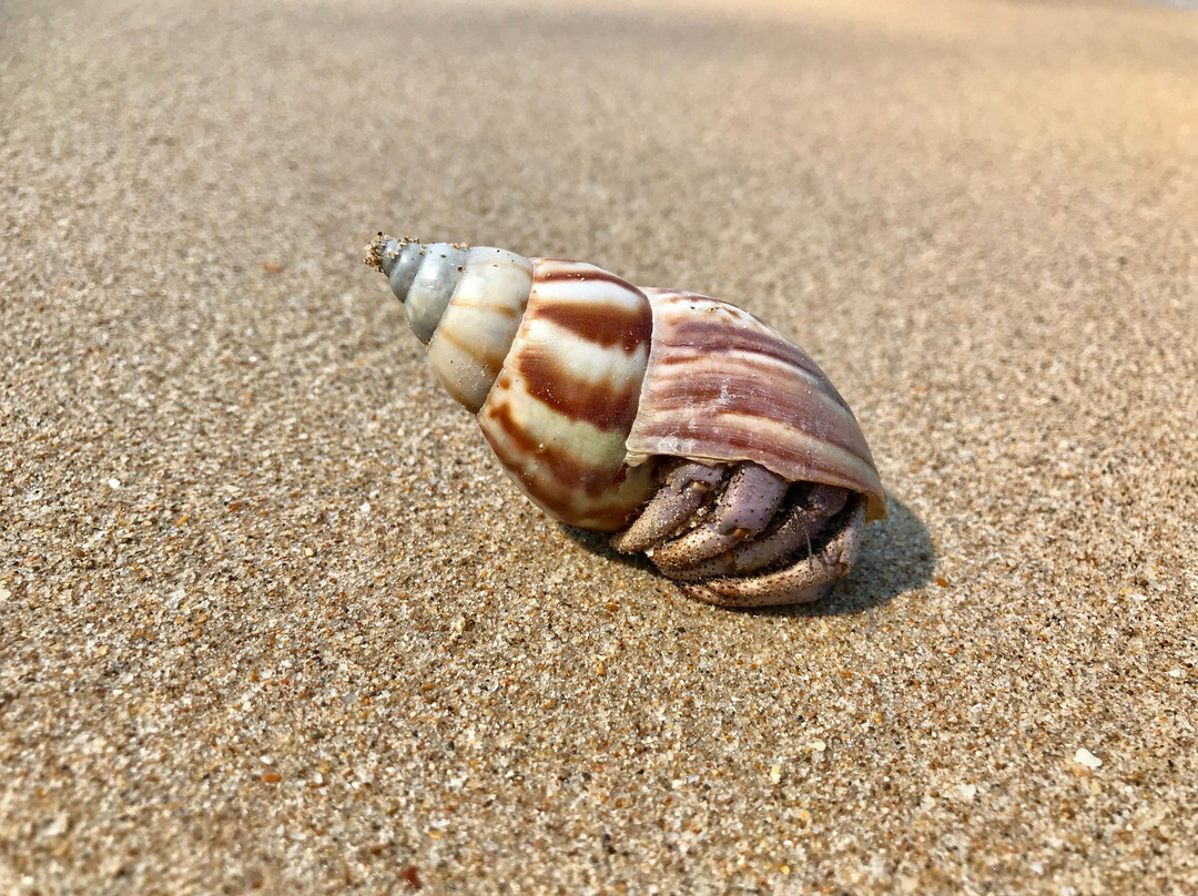 Dreamz Ocean Pearl Resort & Spa主图