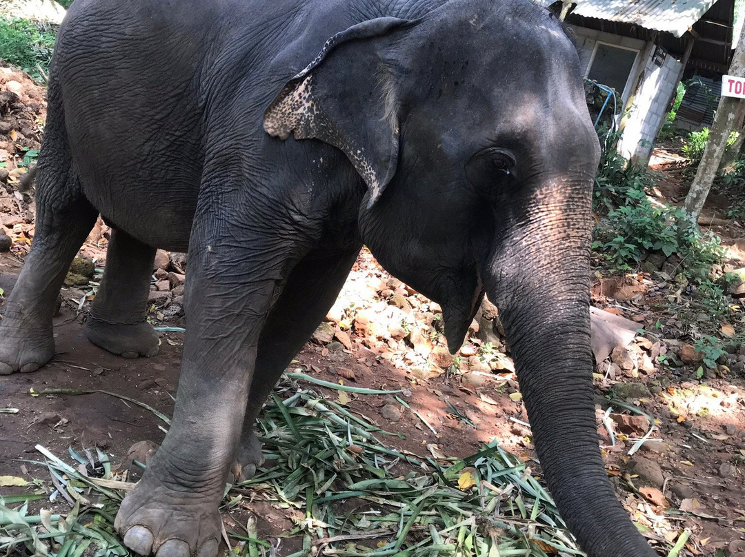 Ban Kwan大象营-象岛必去景点