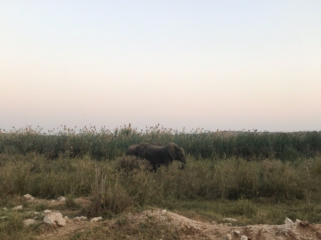 Kruger Park Tours - Kruger Game Drive-雾观必去景点