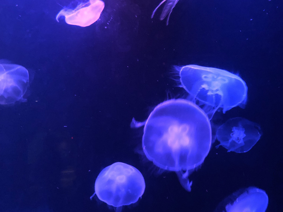 海湾亚特兰蒂斯精选酒店主图