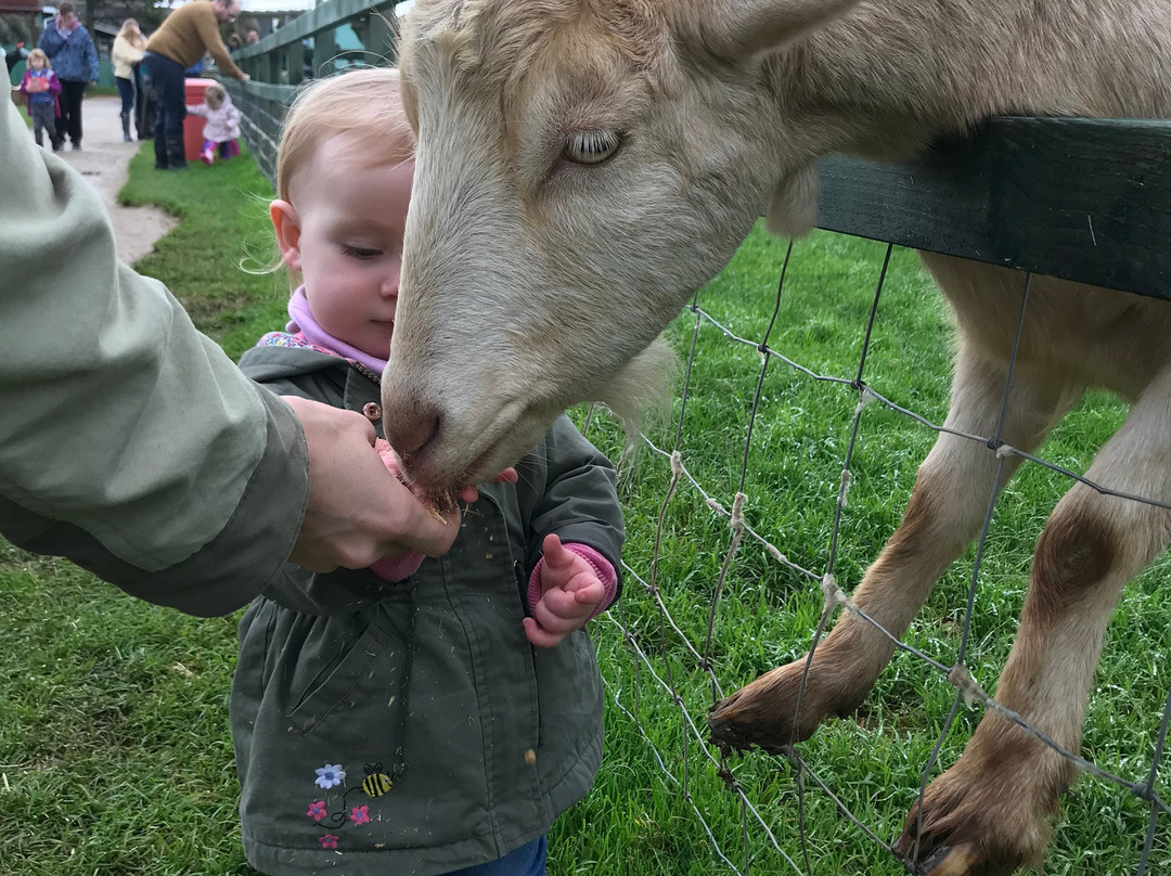 Dairyland Farm Park景点图片