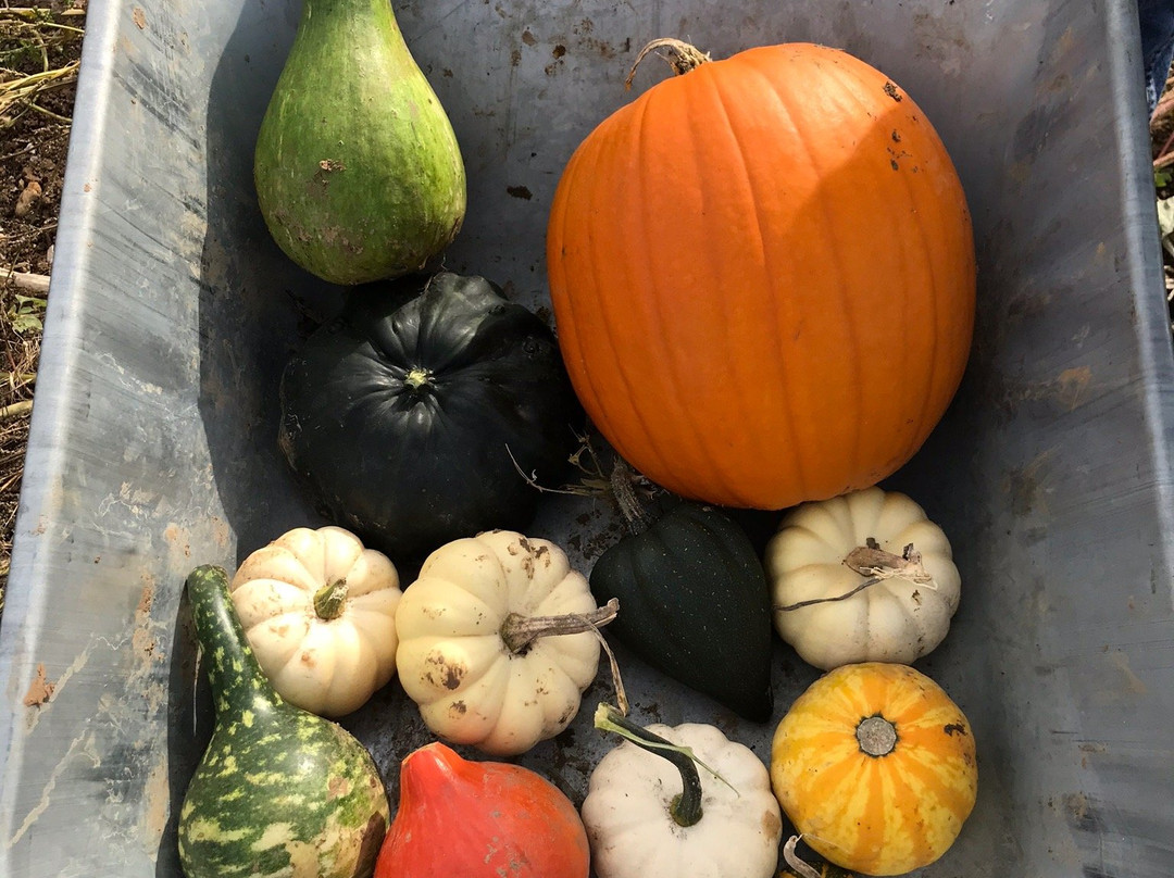 Pumpkin Picking Patch景点图片