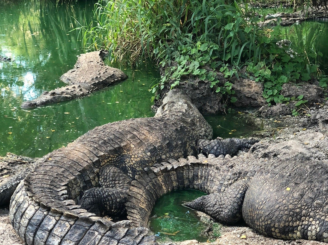 Cocodrilario Rio Lagartos景点图片