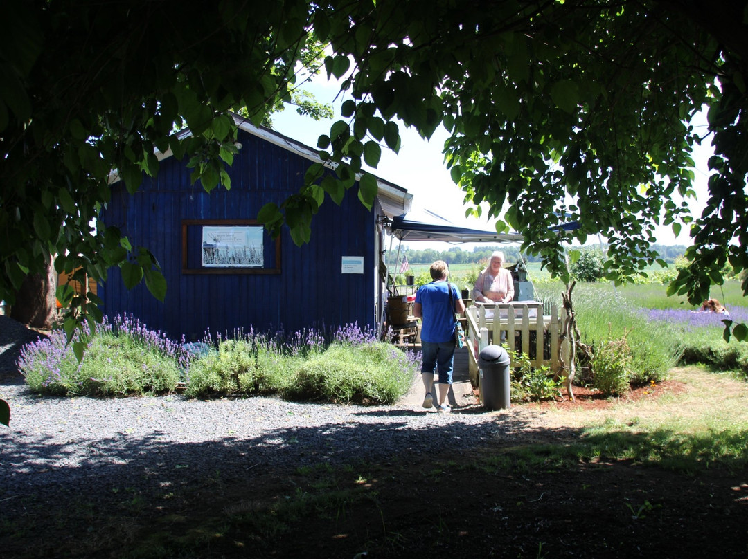 Sauvie Island Lavender Farm景点图片
