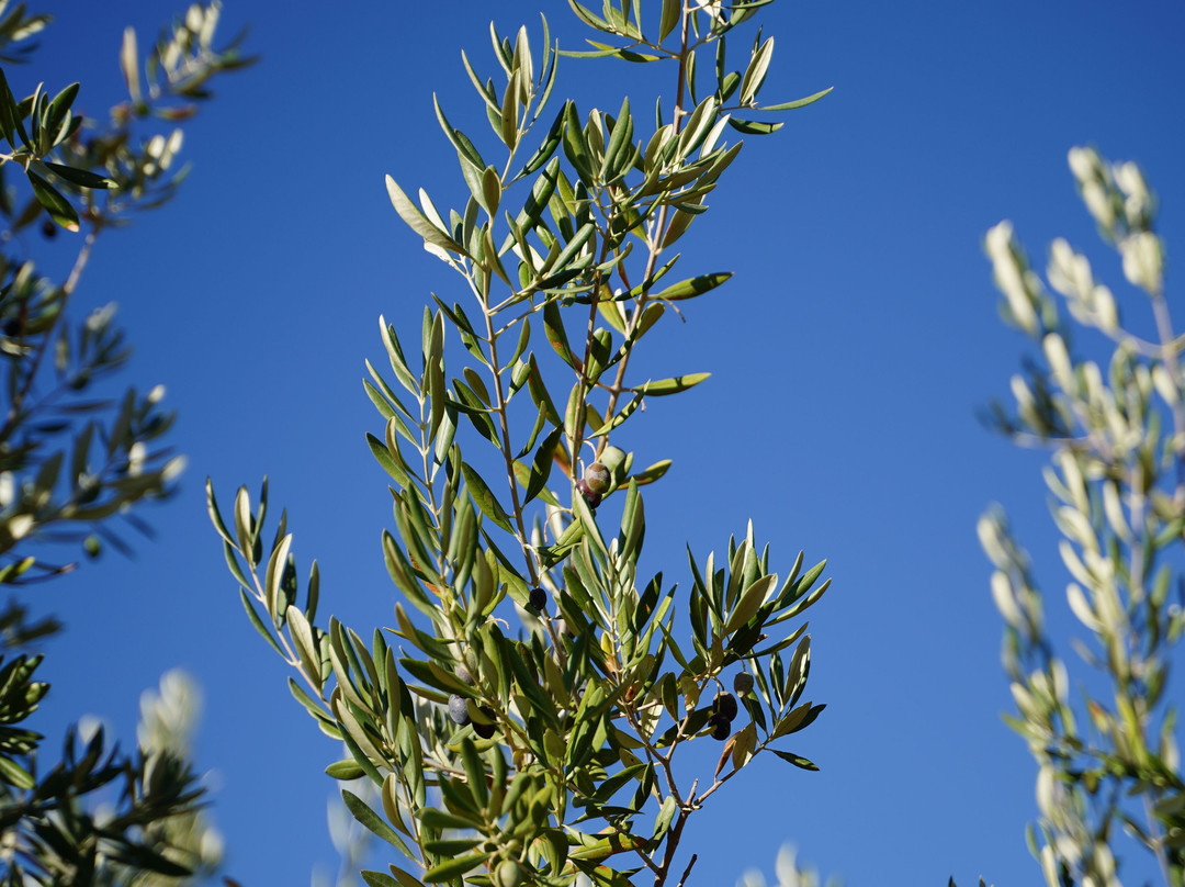 Olive Oil Tour-格拉纳达必去景点