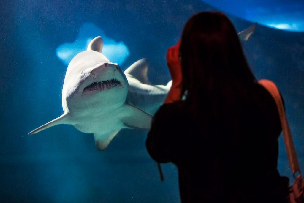 Greater Cleveland Aquarium-克利夫兰必去景点